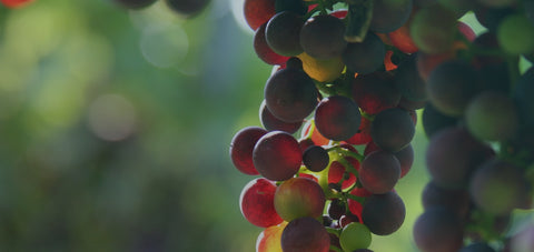 Wir sind Winzer mit Leidenschaft und Tradition