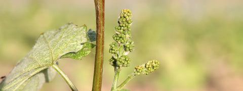 Winzerhandwerk im Frühjahr