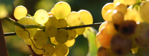 Winzerhandwerk im Herbst