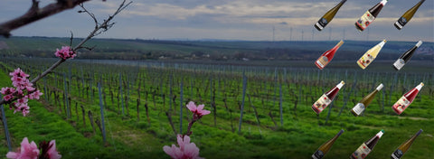 BIO-Weine, Natursäfte und mehr